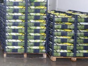 magazzino-ortofrutta7