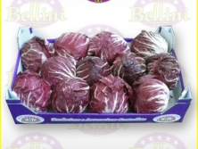 radicchio-di-chioggia