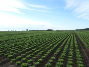 Bellini Ortofrutta - campo