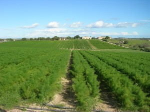 Bellini Ortofrutta - campo